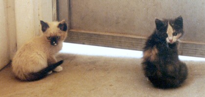 the kittens Dot and Dash from The Time Dancer