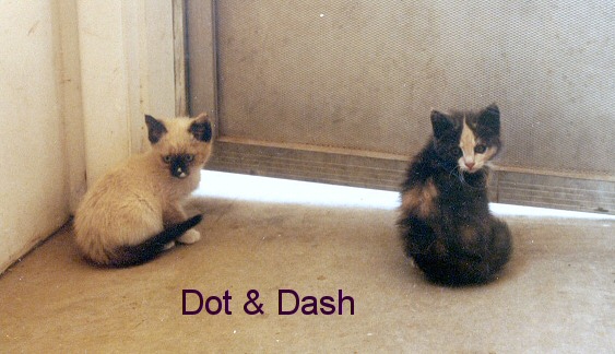The Time Dancer kittens Dot and Dash